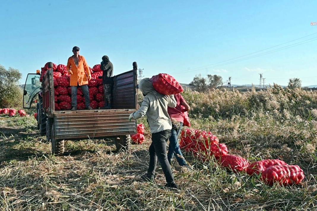 Üreticiye soğan şoku: Tonlarcası depolara kaldırılıyor! Bu kez de fazla üretim başlarına dert oldu 10